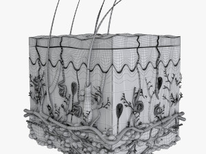 Skin Anatomy 3D-Modell
