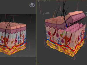 Skin Anatomy 3D-Modell