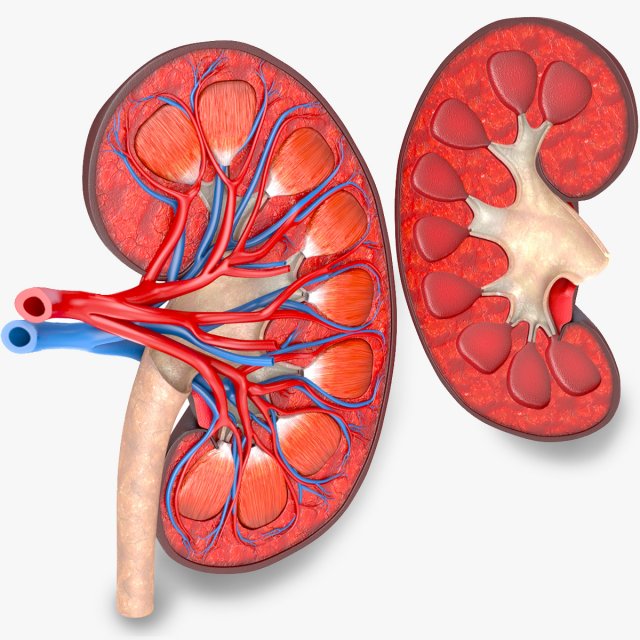 Kidney Anatomy 3D 모델 .c4d .max .obj .3ds .fbx .stl .blend 