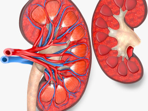 Kidney Anatomy 3D 模型