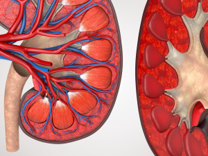Kidney Anatomy 3D 모델