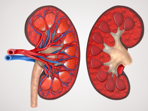 Kidney Anatomy 3D 모델