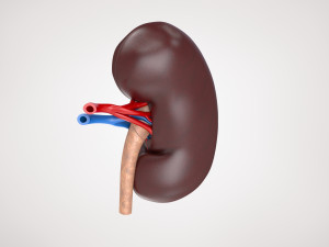 Kidney Anatomy 3D 모델