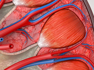 Kidney Anatomy 3D 모델