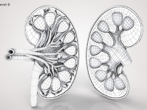 Kidney Anatomy 3D 모델