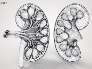 Kidney Anatomy 3D 모델