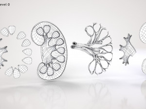 Kidney Anatomy 3D 모델