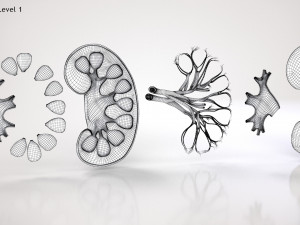 Kidney Anatomy 3D 모델