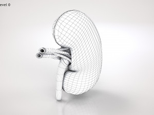 Kidney Anatomy 3D 모델