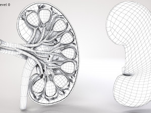 Kidney Anatomy 3D 모델