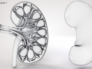 Kidney Anatomy 3D 모델