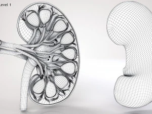 Nier anatomie 3D Model