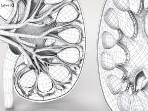 Kidney Anatomy 3D 모델