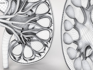 Kidney Anatomy 3D 모델