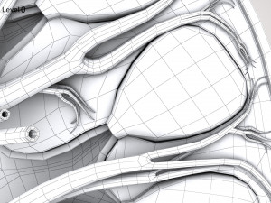 Kidney Anatomy 3D 모델