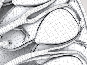 Kidney Anatomy 3D 모델