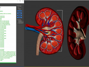 Kidney Anatomy 3D 모델