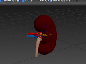Kidney Anatomy 3D 모델