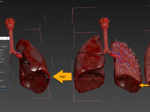 Anatomy of LUNGS 3D Model