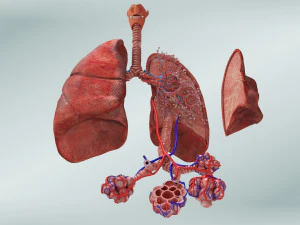 Anatomy of LUNGS 3D Model