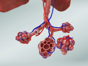 Anatomy of LUNGS 3D Model