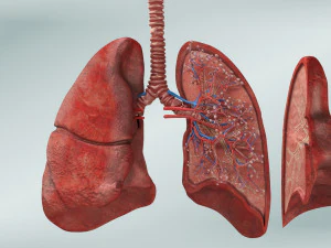 Anatomy of LUNGS 3D Model