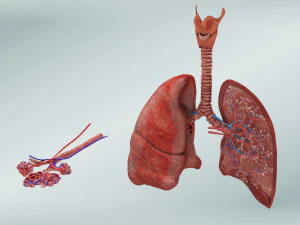 Anatomy of LUNGS 3D Model