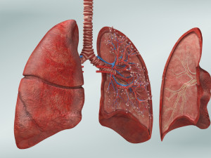Anatomy of LUNGS 3D-Modell