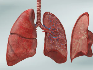 Anatomy of LUNGS 3D Model