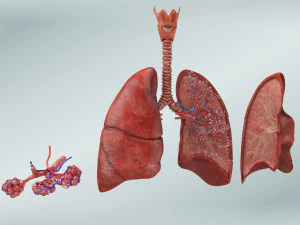 Anatomy of LUNGS 3D Model