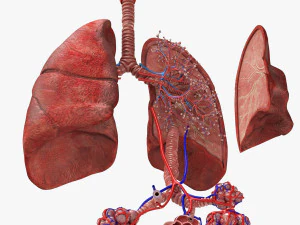 Anatomy of LUNGS 3D Model