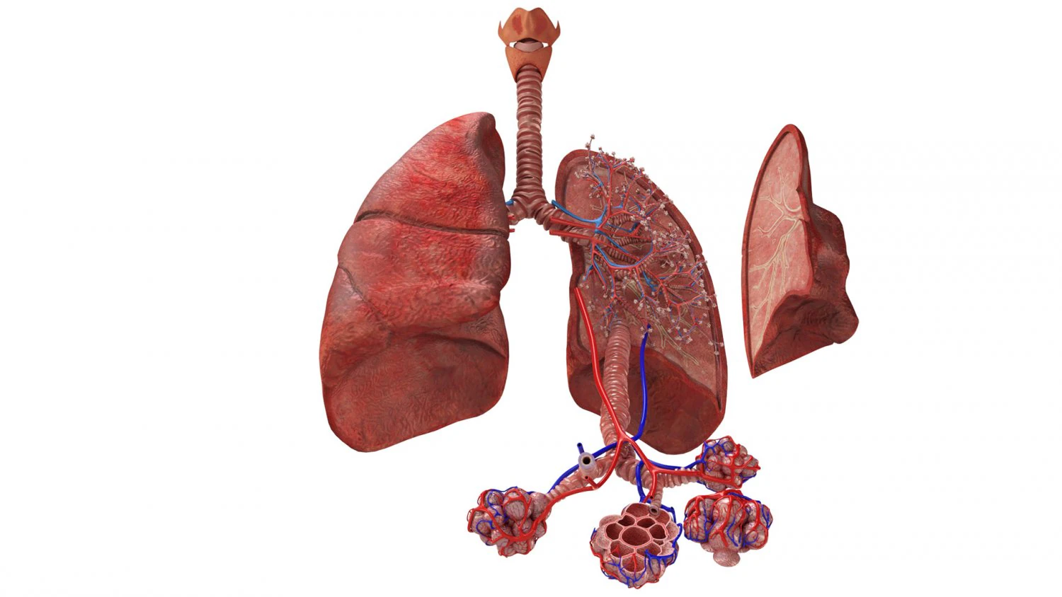 Anatomy of LUNGS 3D Model .c4d .max .obj .3ds .fbx .stl .blend 