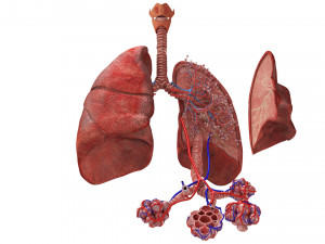 Anatomy of LUNGS 3D 模型