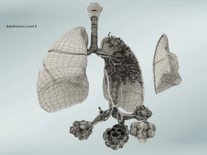 Anatomy of LUNGS 3D Model