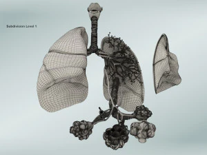 Anatomy of LUNGS 3D Model