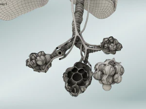 Anatomy of LUNGS 3D Model