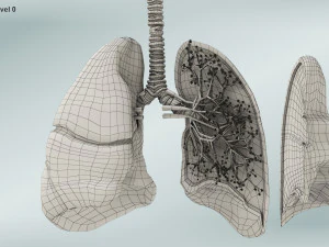 Anatomy of LUNGS 3D Model