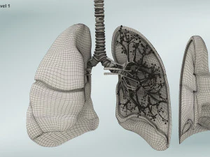 Anatomy of LUNGS 3D Model