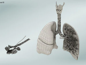 Anatomy of LUNGS 3D Model