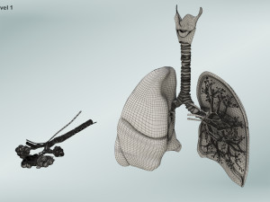 Anatomy of LUNGS 3D-Modell