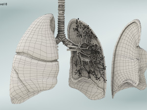 Anatomy of LUNGS 3D-Modell