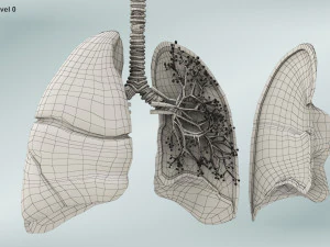 Anatomy of LUNGS 3D Model