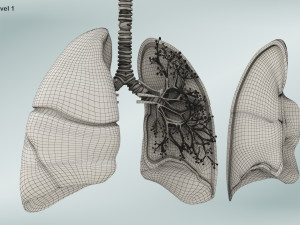Anatomy of LUNGS 3D-Modell