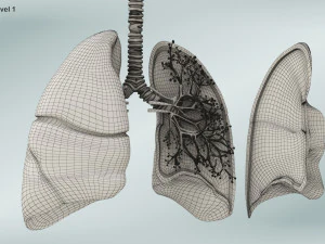 Anatomy of LUNGS 3D Model