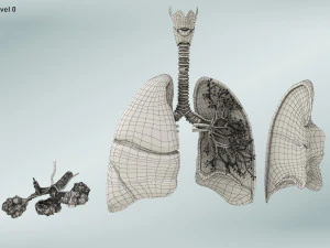 Anatomy of LUNGS 3D Model