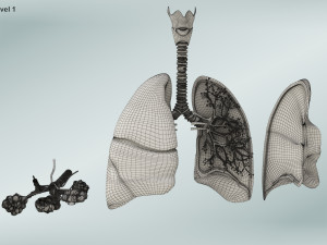 Anatomy of LUNGS 3D-Modell