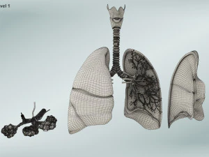 Anatomy of LUNGS 3D Model