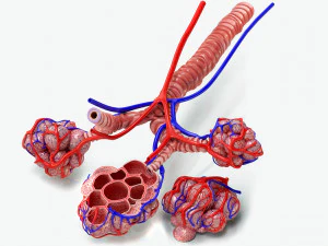 Anatomy of LUNGS 3D Model