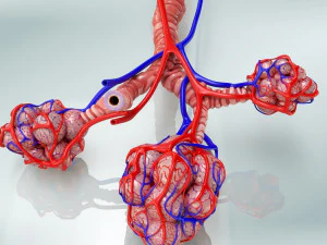 Anatomy of LUNGS 3D Model
