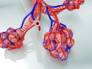 Anatomy of LUNGS 3D Model
